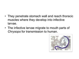 • They penetrate stomach wall and reach thoracic
muscles where they develop into infective
larvae.
• The infective larvae migrate to mouth parts of
Chrysops for transmission to human.
 