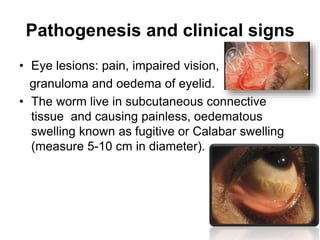 Pathogenesis and clinical signs
• Eye lesions: pain, impaired vision,
granuloma and oedema of eyelid.
• The worm live in subcutaneous connective
tissue and causing painless, oedematous
swelling known as fugitive or Calabar swelling
(measure 5-10 cm in diameter).
 