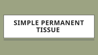 SIMPLE PERMANENT
TISSUE
 