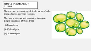 SIMPLE PERMANENT
TISSUE
These tissues are made up of similar types of cells,
that perform a common function.
They are protective and supportive in nature.
Simple tissues are of three types
(i) Parenchyma
(ii) Collenchyma
(iii) Sclerenchyma
 