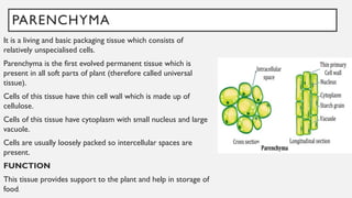 PARENCHYMA
It is a living and basic packaging tissue which consists of
relatively unspecialised cells.
Parenchyma is the first evolved permanent tissue which is
present in all soft parts of plant (therefore called universal
tissue).
Cells of this tissue have thin cell wall which is made up of
cellulose.
Cells of this tissue have cytoplasm with small nucleus and large
vacuole.
Cells are usually loosely packed so intercellular spaces are
present.
FUNCTION
This tissue provides support to the plant and help in storage of
food.
 