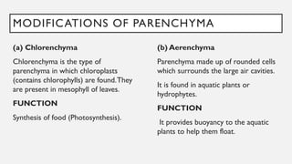 MODIFICATIONS OF PARENCHYMA
(a) Chlorenchyma
Chlorenchyma is the type of
parenchyma in which chloroplasts
(contains chlorophylls) are found.They
are present in mesophyll of leaves.
FUNCTION
Synthesis of food (Photosynthesis).
(b) Aerenchyma
Parenchyma made up of rounded cells
which surrounds the large air cavities.
It is found in aquatic plants or
hydrophytes.
FUNCTION
It provides buoyancy to the aquatic
plants to help them float.
 