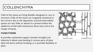 COLLENCHYMA
Cells of this tissue are living, flexible, elongated or vary in
structure. Cells of this tissue are irregularly thickened at
the corners due to the deposition of pectin.Intercellular
spaces are very little or absent It is present below the
epidermis of leaf stalk, herbaceous dicot stem and at the
margin of leaves.
FUNCTIONS
It provides mechanical support (tensile strength) and
elasticity. It allows easy bending in various parts of plant
(leaf and stem) without breaking i.e. it provides flexibility to
plant.
 