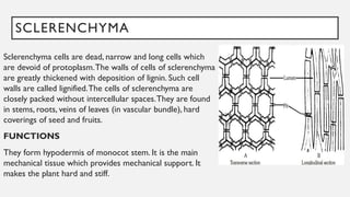 SCLERENCHYMA
Sclerenchyma cells are dead, narrow and long cells which
are devoid of protoplasm.The walls of cells of sclerenchyma
are greatly thickened with deposition of lignin. Such cell
walls are called lignified.The cells of sclerenchyma are
closely packed without intercellular spaces.They are found
in stems, roots, veins of leaves (in vascular bundle), hard
coverings of seed and fruits.
FUNCTIONS
They form hypodermis of monocot stem. It is the main
mechanical tissue which provides mechanical support. It
makes the plant hard and stiff.
 