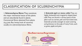 CLASSIFICATION OF SCLERENCHYMA
1. Sclerenchyma fibres:They constitute
the major mechanical tissue of the plants
and are abundantly found in plants.
Commercial fibres obtained from plants
(e.g. jute, flax, hemp, husk of coconut)
usually are sclerenchymatous fibres.
2. Sclereids (grit or stone cells):They are
highly thickened and irregularly shaped dead
cells.They are found in various parts of the
plant such as cortex, pith and hard seed coat.
Sclereids provide strength to seed covering
and grittiness to the pulp of many fruits, such
as guava, apple and pear.
 