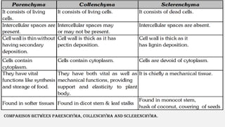 COMPARISON BETWEEN PARENCHYMA, COLLENCHYMA AND SCLERENCHYMA.
 