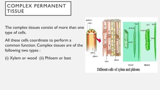 COMPLEX PERMANENT
TISSUE
The complex tissues consist of more than one
type of cells.
All these cells coordinate to perform a
common function. Complex tissues are of the
following two types :
(i) Xylem or wood (ii) Phloem or bast
 