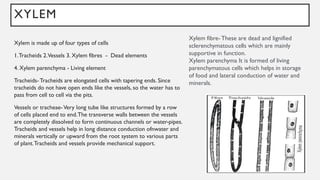 XYLEM
Xylem is made up of four types of cells
1.Tracheids 2.Vessels 3. Xylem fibres - Dead elements
4. Xylem parenchyma - Living element
Tracheids- Tracheids are elongated cells with tapering ends. Since
tracheids do not have open ends like the vessels, so the water has to
pass from cell to cell via the pits.
Vessels or tracheae-Very long tube like structures formed by a row
of cells placed end to end.The transverse walls between the vessels
are completely dissolved to form continuous channels or water-pipes.
Tracheids and vessels help in long distance conduction ofnwater and
minerals vertically or upward from the root system to various parts
of plant.Tracheids and vessels provide mechanical support.
Xylem fibre-These are dead and lignified
sclerenchymatous cells which are mainly
supportive in function.
Xylem parenchyma It is formed of living
parenchymatous cells which helps in storage
of food and lateral conduction of water and
minerals.
 