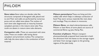PHLOEM
Sieve tubes-Sieve tubes are slender, tube like
structures composed of elongated cells, placed end
to end.Their end walls are perforated by numerous
pores and are called sieve plates.The nucleus of
each sieve tube degenerates at maturity, however
cytoplasm persists in the mature sieve tube.Thus,
nuclei are absent in mature sieve tube elements.
Companion cells -These are associated with sieve
tubes.These are smaller cells having dense
cytoplasm and prominent nucleus.The companion
cells help the sieve tubes in the conduction of food
material.
Phloem parenchyma These are living and thin
walled cells which helps in sideways conduction of
food.They store various materials like resin, latex
and mucilage.They are absent in monocots.
Phloem fibres- are dead sclerenchymatous cells.
Phloem or bast fibres of some plants are source of
commercial fibres e.g. Jute, Hemp, Flax.
Function of phloem- Phloem transport
photosynthetically prepared food materials in both
the directions from the leaves to the storage organs
and latter from storage organs to the growing
regions of the plant body.
 