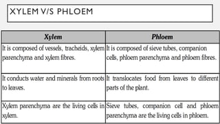 XYLEM V/S PHLOEM
 