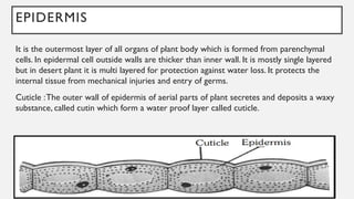 EPIDERMIS
It is the outermost layer of all organs of plant body which is formed from parenchymal
cells. In epidermal cell outside walls are thicker than inner wall. It is mostly single layered
but in desert plant it is multi layered for protection against water loss. It protects the
internal tissue from mechanical injuries and entry of germs.
Cuticle :The outer wall of epidermis of aerial parts of plant secretes and deposits a waxy
substance, called cutin which form a water proof layer called cuticle.
 