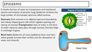 EPIDERMIS
It checks the loss of water by transpiration and mechanical
injuries and invasion of parasitic fungi. Epidermis of leaves has
large number of microscopic aperture called stomata.
Stomata: Each stomata is an elliptical aperture bounded by
two kidney shaped guard cells which regulate opening and
closing of stomata.Transpiration (loss of water in the form
of water vapours) takes place through stomata. Stomata helps
in exchange of gases.
Root hairs: Epidermis of roots (epiblema) have root hairs
which greatly increase their surface area for absorption of
water and minerals.
Root Hair
 