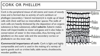 CORK OR PHELLEM
Cork is the peripheral tissue of old stems and roots of woody
trees and is formed due to activity of cork cambium or
phellogen (secondary / lateral meristem).It is made up of dead
cells with thick wall but no intercellular spaces.The walls of
cork cells are heavily thickened by the deposition of an organic
substance (a fatty substance), called suberin. Suberin makes
these cell impermeable to water and gases and it also helps in
conservation of water in the trees.sides, thus, forming cork
(phellem) on the outer side and the secondary cortex or
phelloderm on the inner side.
Commercial importance of cork- Cork is light and highly
compressible and cork is used in the making of a variety of
sports goods such as cricket balls, table tennis, shuttlecocks,
wooden paddles etc.
 