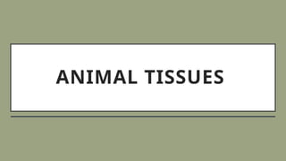 ANIMAL TISSUES
 