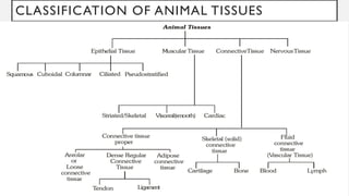 CLASSIFICATION OF ANIMAL TISSUES
 