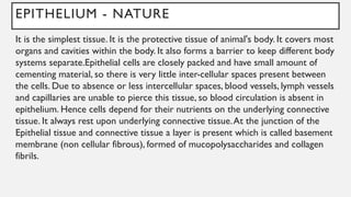EPITHELIUM - NATURE
It is the simplest tissue. It is the protective tissue of animal's body. It covers most
organs and cavities within the body. It also forms a barrier to keep different body
systems separate.Epithelial cells are closely packed and have small amount of
cementing material, so there is very little inter-cellular spaces present between
the cells. Due to absence or less intercellular spaces, blood vessels, lymph vessels
and capillaries are unable to pierce this tissue, so blood circulation is absent in
epithelium. Hence cells depend for their nutrients on the underlying connective
tissue. It always rest upon underlying connective tissue.At the junction of the
Epithelial tissue and connective tissue a layer is present which is called basement
membrane (non cellular fibrous), formed of mucopolysaccharides and collagen
fibrils.
 