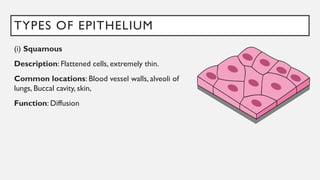 TYPES OF EPITHELIUM
(i) Squamous
Description: Flattened cells, extremely thin.
Common locations: Blood vessel walls, alveoli of
lungs, Buccal cavity, skin,
Function: Diffusion
 