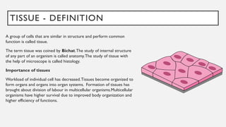 TISSUE - DEFINITION
A group of cells that are similar in structure and perform common
function is called tissue.
The term tissue was coined by Bichat.The study of internal structure
of any part of an organism is called anatomy.The study of tissue with
the help of microscope is called histology.
Importance of tissues
Workload of individual cell has decreased.Tissues become organized to
form organs and organs into organ systems. Formation of tissues has
brought about division of labour in multicellular organisms.Multicellular
organisms have higher survival due to improved body organization and
higher efficiency of functions.
 