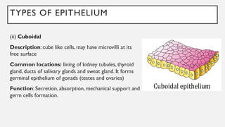 TYPES OF EPITHELIUM
(ii) Cuboidal
Description: cube like cells, may have microvilli at its
free surface
Common locations: lining of kidney tubules, thyroid
gland, ducts of salivary glands and sweat gland. It forms
germinal epithelium of gonads (testes and ovaries)
Function: Secretion, absorption, mechanical support and
germ cells formation.
 