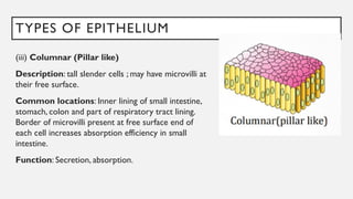 TYPES OF EPITHELIUM
(iii) Columnar (Pillar like)
Description: tall slender cells ; may have microvilli at
their free surface.
Common locations: Inner lining of small intestine,
stomach, colon and part of respiratory tract lining.
Border of microvilli present at free surface end of
each cell increases absorption efficiency in small
intestine.
Function: Secretion, absorption.
 