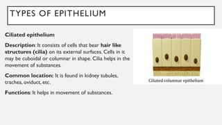 TYPES OF EPITHELIUM
Ciliated epithelium
Description: It consists of cells that bear hair like
structures (cilia) on its external surfaces. Cells in it
may be cuboidal or columnar in shape. Cilia helps in the
movement of substances.
Common location: It is found in kidney tubules,
trachea, oviduct, etc.
Functions: It helps in movement of substances.
 