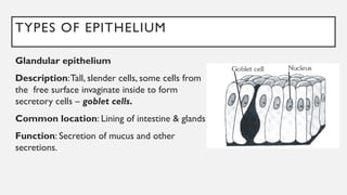 TYPES OF EPITHELIUM
Glandular epithelium
Description:Tall, slender cells, some cells from
the free surface invaginate inside to form
secretory cells – goblet cells.
Common location: Lining of intestine & glands
Function: Secretion of mucus and other
secretions.
 