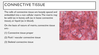 CONNECTIVE TISSUE
The cells of connective tissue are loosely spaced and
embedded into a non cellular matrix.The matrix may
be solid (as in bone), soft (as in loose connective
tissue), or liquid (as in blood).
On the basis of nature of matrix, connective tissue
are:-
(1) Connective tissue proper
(2) Fluid / vascular connective tissue
(3) Skeletal connective tissue
 