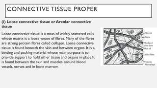 CONNECTIVE TISSUE PROPER
(i) Loose connective tissue or Areolar connective
tissue
Loose connective tissue is a mass of widely scattered cells
whose matrix is a loose weave of fibres. Many of the fibres
are strong protein fibres called collagen. Loose connective
tissue is found beneath the skin and between organs. It is a
binding and packing material whose main purpose is to
provide support to hold other tissue and organs in place.It
is found between the skin and muscles, around blood
vessels, nerves and in bone marrow.
 