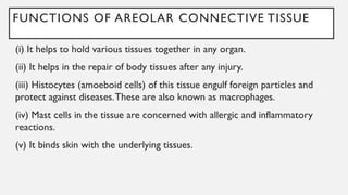 FUNCTIONS OF AREOLAR CONNECTIVE TISSUE
(i) It helps to hold various tissues together in any organ.
(ii) It helps in the repair of body tissues after any injury.
(iii) Histocytes (amoeboid cells) of this tissue engulf foreign particles and
protect against diseases.These are also known as macrophages.
(iv) Mast cells in the tissue are concerned with allergic and inflammatory
reactions.
(v) It binds skin with the underlying tissues.
 