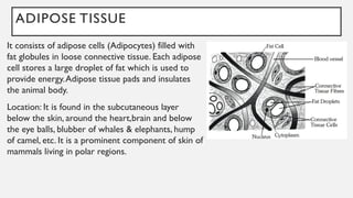 ADIPOSE TISSUE
It consists of adipose cells (Adipocytes) filled with
fat globules in loose connective tissue. Each adipose
cell stores a large droplet of fat which is used to
provide energy.Adipose tissue pads and insulates
the animal body.
Location: It is found in the subcutaneous layer
below the skin, around the heart,brain and below
the eye balls, blubber of whales & elephants, hump
of camel, etc. It is a prominent component of skin of
mammals living in polar regions.
 