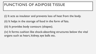 FUNCTIONS OF ADIPOSE TISSUE
(i) It acts as insulator and prevents loss of heat from the body.
(ii) It helps in the storage of food in the form of fats.
(iii) It provides body contours (shapes).
(iv) It forms cushion like shock-absorbing structures below the vital
organs such as heart, kidney, eye balls etc.
 