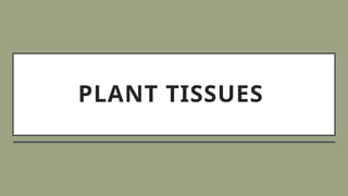 PLANT TISSUES
 