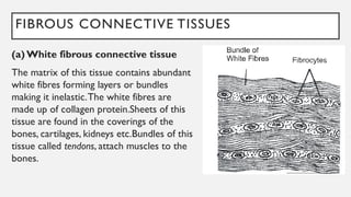 FIBROUS CONNECTIVE TISSUES
(a) White fibrous connective tissue
The matrix of this tissue contains abundant
white fibres forming layers or bundles
making it inelastic.The white fibres are
made up of collagen protein.Sheets of this
tissue are found in the coverings of the
bones, cartilages, kidneys etc.Bundles of this
tissue called tendons, attach muscles to the
bones.
 
