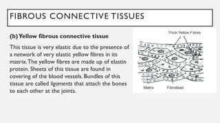 FIBROUS CONNECTIVE TISSUES
(b)Yellow fibrous connective tissue
This tissue is very elastic due to the presence of
a network of very elastic yellow fibres in its
matrix.The yellow fibres are made up of elastin
protein. Sheets of this tissue are found in
covering of the blood vessels. Bundles of this
tissue are called ligaments that attach the bones
to each other at the joints.
 