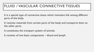 FLUID / VASCULAR CONNECTIVE TISSUES
It is a special type of connective tissue which maintains link among different
parts of the body.
It receives materials from certain parts of the body and transports them to
the other parts.
It constitutes the transport system of animals.
It consists of two basic components – blood and lymph.
 
