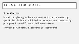 TYPES OF LEUCOCYTES
Granulocytes
In their cytoplasm granules are present which can be stained by
specific dye.Nucleus is multilobed and lobes are interconnected by
protoplasmic strand.Produced in Bone marrow –
They are (i) Acidophils, (ii) Basophils (iii) Neutrophils
 