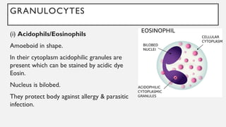 GRANULOCYTES
(i) Acidophils/Eosinophils
Amoeboid in shape.
In their cytoplasm acidophilic granules are
present which can be stained by acidic dye
Eosin.
Nucleus is bilobed.
They protect body against allergy & parasitic
infection.
 