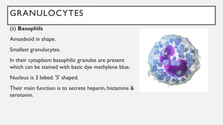 GRANULOCYTES
(ii) Basophils
Amoeboid in shape.
Smallest granulocytes.
In their cytoplasm basophilic granules are present
which can be stained with basic dye methylene blue.
Nucleus is 3 lobed. 'S' shaped.
Their main function is to secrete heparin, histamine &
serotonin.
 