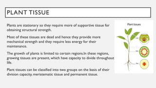 PLANT TISSUE
Plants are stationary so they require more of supportive tissue for
obtaining structural strength.
Most of these tissues are dead and hence they provide more
mechanical strength and they require less energy for their
maintenance.
The growth of plants is limited to certain regions.In these regions,
growing tissues are present, which have capacity to divide throughout
life.
Plant tissues can be classified into two groups on the basis of their
division capacity, meristematic tissue and permanent tissue.
 