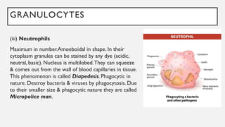 GRANULOCYTES
(iii) Neutrophils
Maximum in number.Amoeboidal in shape. In their
cytoplasm granules can be stained by any dye (acidic,
neutral, basic). Nucleus is multilobed.They can squeeze
& comes out from the wall of blood capillaries in tissue.
This phenomenon is called Diapedesis. Phagocytic in
nature. Destroy bacteria & viruses by phagocytosis. Due
to their smaller size & phagocytic nature they are called
Micropolice man.
 