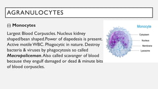 AGRANULOCYTES
(i) Monocytes
Largest Blood Corpuscles. Nucleus kidney
shaped/bean shaped.Power of diapedesis is present.
Active motile WBC. Phagocytic in nature. Destroy
bacteria & viruses by phagocytosis so called
Macropoliceman.Also called scavanger of blood
because they engulf damaged or dead & minute bits
of blood corpuscles.
 