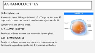 AGRANULOCYTES
(ii) Lymphocytes
Amoeboid shape. Life span in blood - 5 - 7 days or less than 10
days but in connective tissue it may be month/year/whole life.
Lymphocytes are of two types.
A. T – LYMPHOCYTES
Produced in bone marrow but mature in thymus gland.
B. B – LYMPHOCYTES
Produced in bone marrow and mature in bone marrow. Its
function is to produce, synthesize & transport antibodies.
 