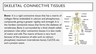 SKELETAL CONNECTIVE TISSUES
Bone- It is a rigid connective tissue that has a matrix of
collagen fibres embedded in calcium and phosphorous
compounds, giving it greater rigidity and strength. It is
the hardest connective tissue that forms the skeleton of
vertebrates. Bone is surrounded by a thick sheath called
periosteum. Like other connective tissues it is also made
of matrix and cells.The matrix of bone is very hard
because of the presence of salts such as calcium
phosphate( maximum invertebrate bone), CaCO3, etc.
and a protein ossein.
 
