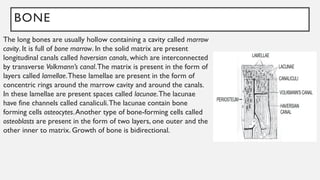 BONE
The long bones are usually hollow containing a cavity called marrow
cavity. It is full of bone marrow. In the solid matrix are present
longitudinal canals called haversian canals, which are interconnected
by transverse Volkmann’s canal.The matrix is present in the form of
layers called lamellae.These lamellae are present in the form of
concentric rings around the marrow cavity and around the canals.
In these lamellae are present spaces called lacunae.The lacunae
have fine channels called canaliculi.The lacunae contain bone
forming cells osteocytes.Another type of bone-forming cells called
osteoblasts are present in the form of two layers, one outer and the
other inner to matrix. Growth of bone is bidirectional.
 