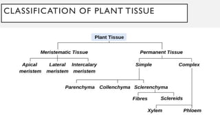 CLASSIFICATION OF PLANT TISSUE
 