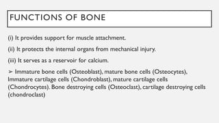 FUNCTIONS OF BONE
(i) It provides support for muscle attachment.
(ii) It protects the internal organs from mechanical injury.
(iii) It serves as a reservoir for calcium.
➢ Immature bone cells (Osteoblast), mature bone cells (Osteocytes),
Immature cartilage cells (Chondroblast), mature cartilage cells
(Chondrocytes). Bone destroying cells (Osteoclast), cartilage destroying cells
(chondroclast)
 