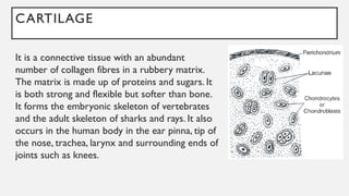 CARTILAGE
It is a connective tissue with an abundant
number of collagen fibres in a rubbery matrix.
The matrix is made up of proteins and sugars. It
is both strong and flexible but softer than bone.
It forms the embryonic skeleton of vertebrates
and the adult skeleton of sharks and rays. It also
occurs in the human body in the ear pinna, tip of
the nose, trachea, larynx and surrounding ends of
joints such as knees.
 