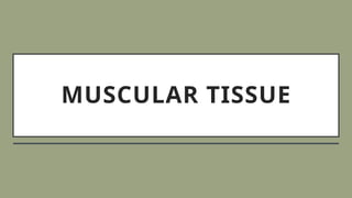 MUSCULAR TISSUE
 
