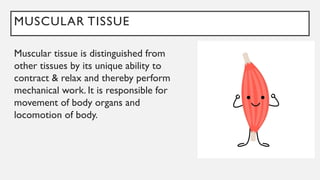 MUSCULAR TISSUE
Muscular tissue is distinguished from
other tissues by its unique ability to
contract & relax and thereby perform
mechanical work. It is responsible for
movement of body organs and
locomotion of body.
 