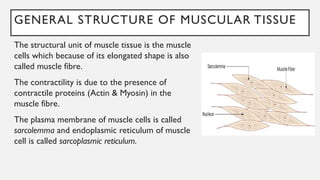 GENERAL STRUCTURE OF MUSCULAR TISSUE
The structural unit of muscle tissue is the muscle
cells which because of its elongated shape is also
called muscle fibre.
The contractility is due to the presence of
contractile proteins (Actin & Myosin) in the
muscle fibre.
The plasma membrane of muscle cells is called
sarcolemma and endoplasmic reticulum of muscle
cell is called sarcoplasmic reticulum.
 